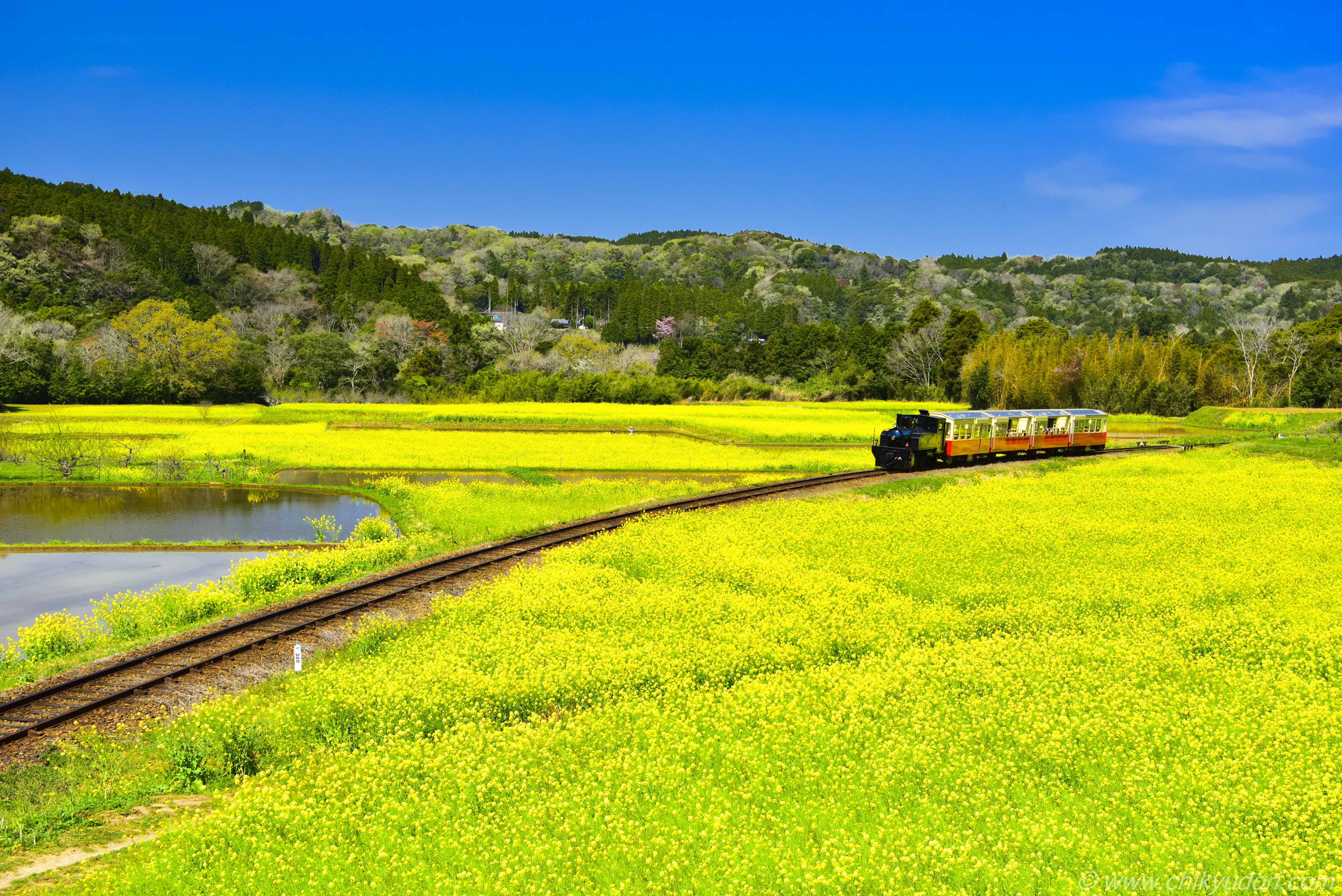 小湊鉄道の菜の花を走るトロッコ列車と飯給駅の桜リフレクション 地球の撮り方