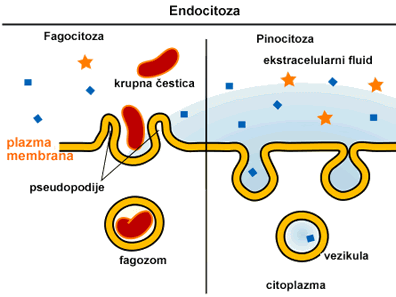 endocitoza