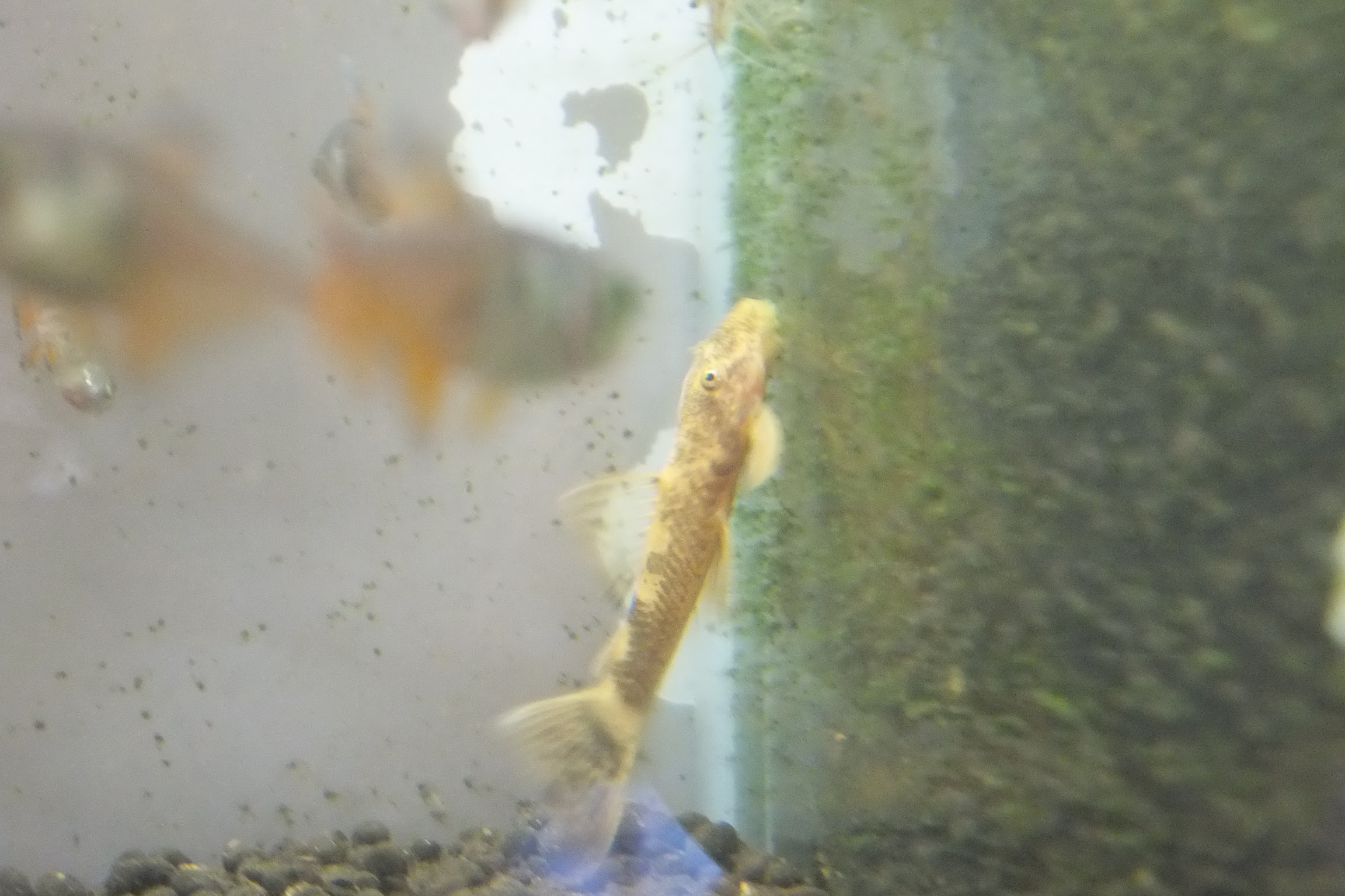3 9 熱帯魚入荷情報 ペットショップ Peki Farm ペットと一緒に買い物ができるペットショップ