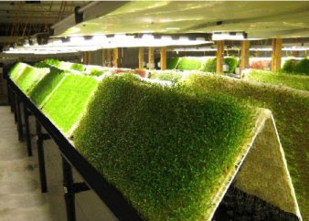 Aeroponics - AgriHouse real solutions, NASA sponsored and 