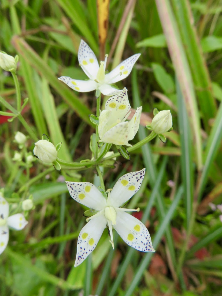 今年も花びら4枚のアケボノソウが咲いています 9 18 認定npo法人西中国山地自然史研究会