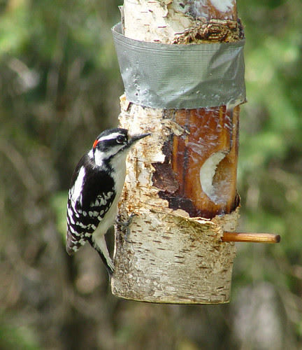 Downy Woodpecker