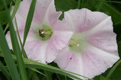 Copy of IMG_8185