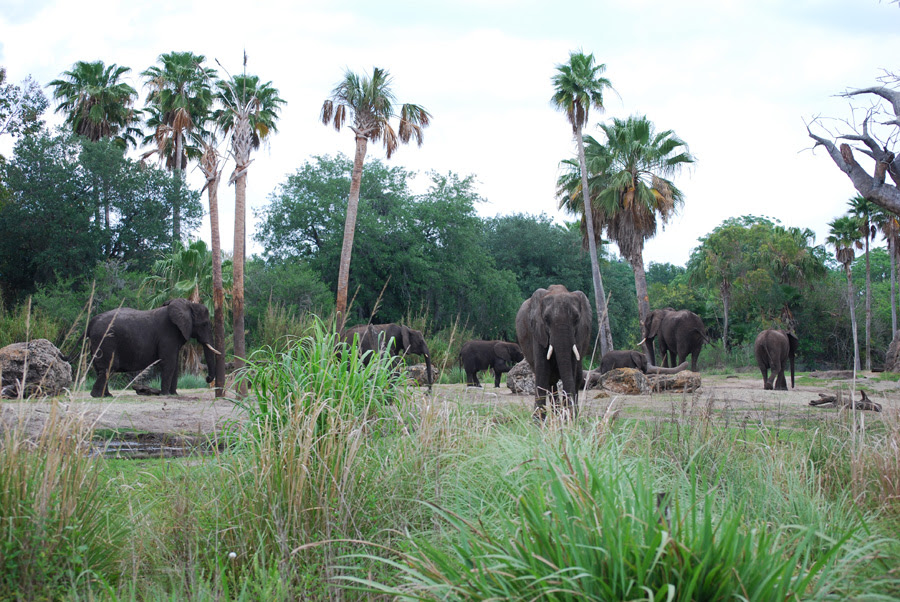 Baby Elephant Jabali Celebrates First Birthday at Disney's Animal ...