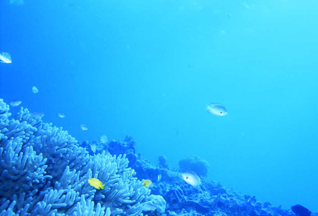 ゆんフリー写真素材集 No 695 珊瑚礁に魚 日本 沖縄