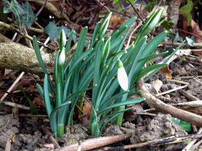 snowdrops-feb15.jpg