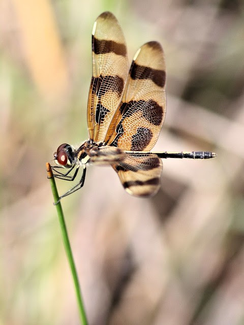 Halloween Pennant 20130520