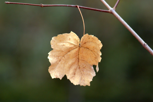 la última hoja del árbol