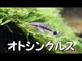 [新しいコレクション] 熱帯魚 コケを食べる魚 316289-熱帯魚 コケを食べる魚