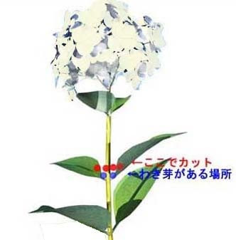 アジサイの関連記事 園芸ナビ 花と野菜の育て方