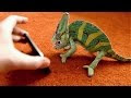 [Meilleur] prix bébé caméléon 170250-Prix bebe cameleon