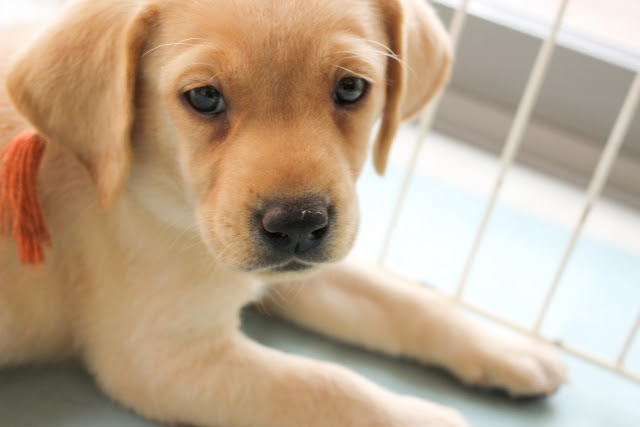 犬がケージを噛むのは何故 理由や対策について