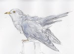 13 cuckcoo copy