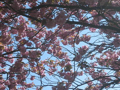 Cherry Blossom