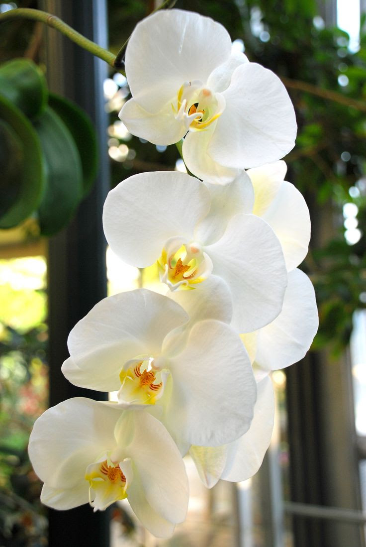 Orchids