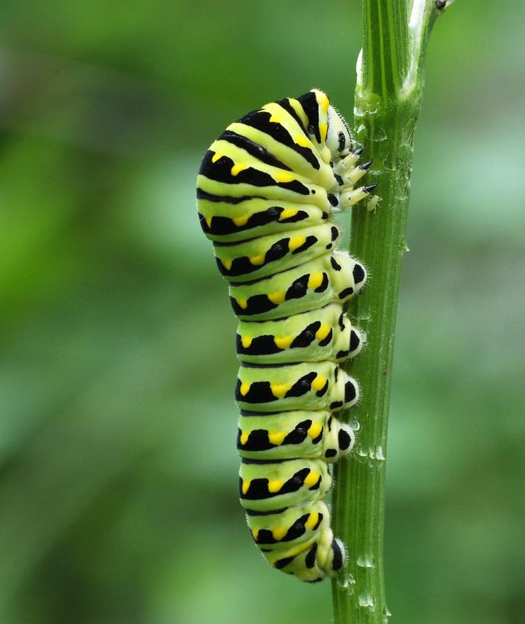 Black Swallowtail Caterpillar