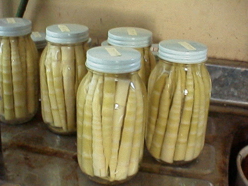 山菜日誌 旧さっぽろからこんにちは タケノコ たけのこ 笹の子