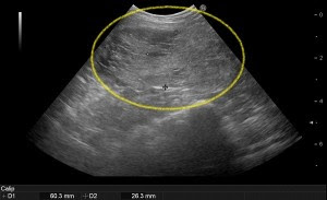 犬の前立腺肥大症 平成動物病院 春日井市二子町 名古屋市北部