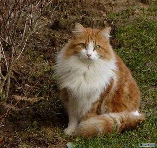 Chat Roux Et Blanc Le Blog De Douar Nevez
