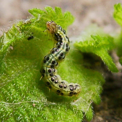 ベニフキノメイガ メイガ 野菜の害虫対策の極意