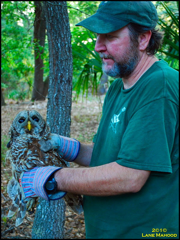 Barred Owl
