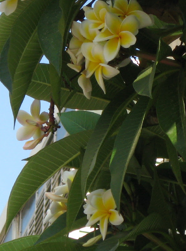 flower5-31-5-2008