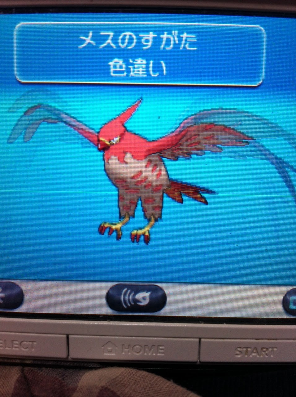 色違いに釘付け ファイアロー Xy