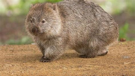 descubren el secreto intestinal de las heces cubicas de los wombats