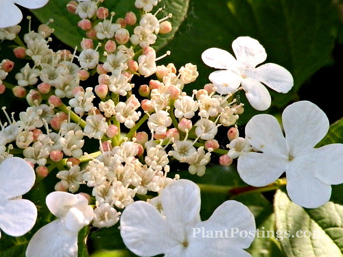 florets