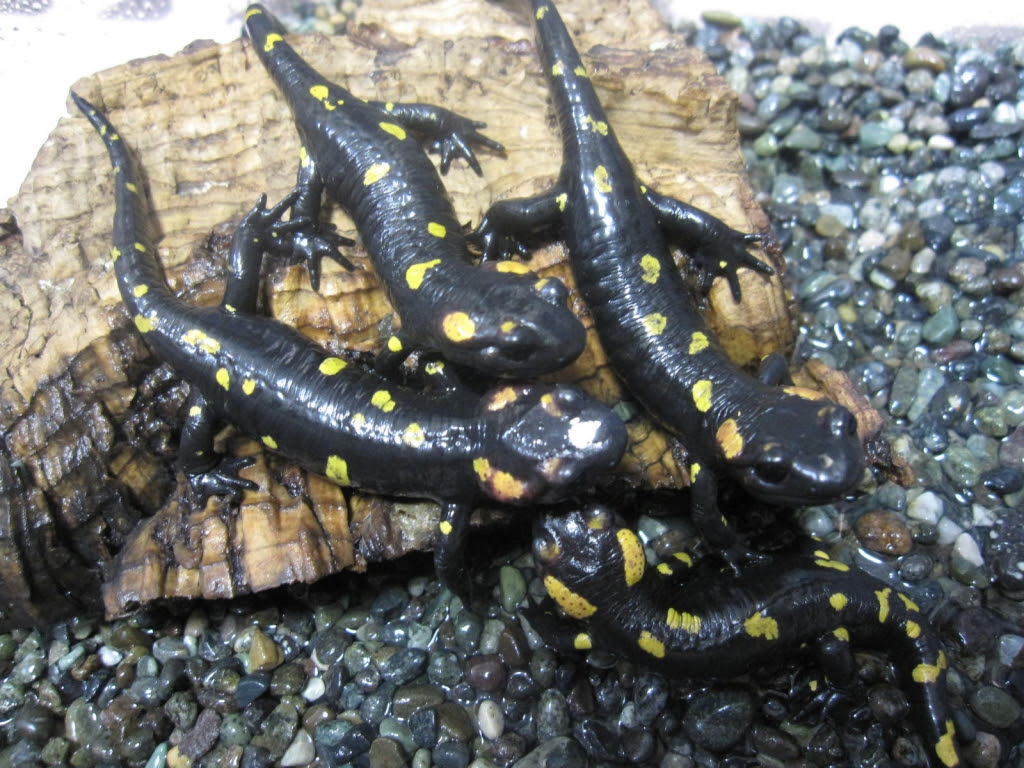 順調に育ってます 有尾 Com