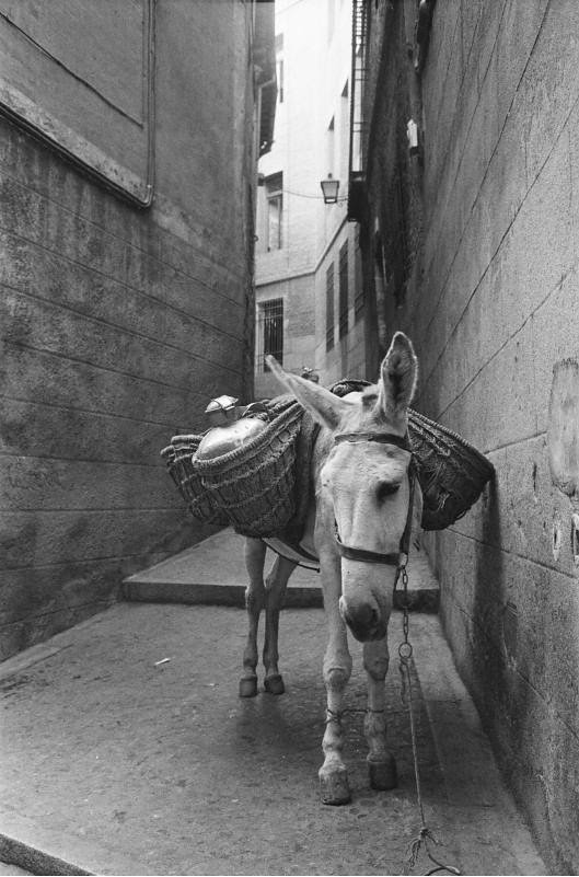 Burro en una calle de Toledo en septiembre de 1962. Fotografía de Harry Weber. Österreichische Nationalbibliothek