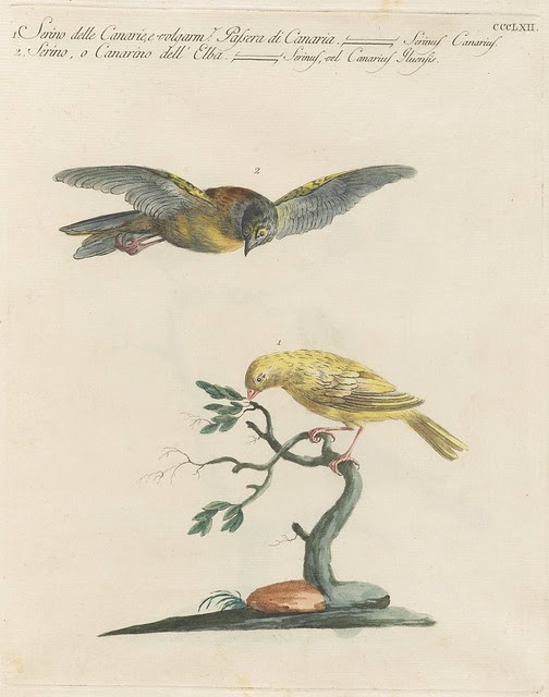 sketch of 2 canaries; one in tree on flying above