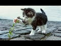 [最新] もふもふ 可愛い 動物 の 画像 586994