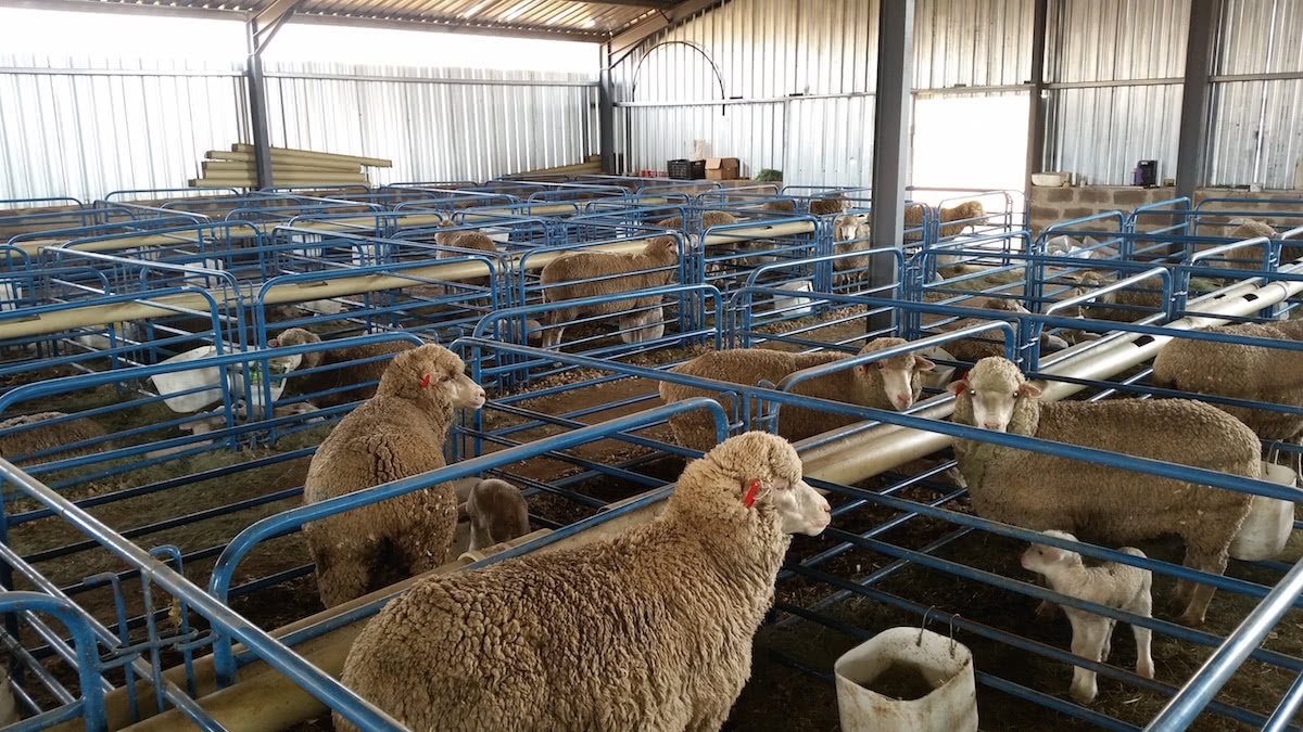 sheep lambing houses grow your flock, improve mother-on