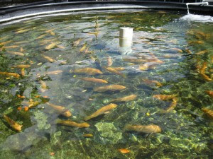 Aquaponics vs Hydroponics vs Aquaculture | PortFish, Ltd