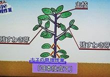 ナスの栽培 育て方 プランターで家庭菜園