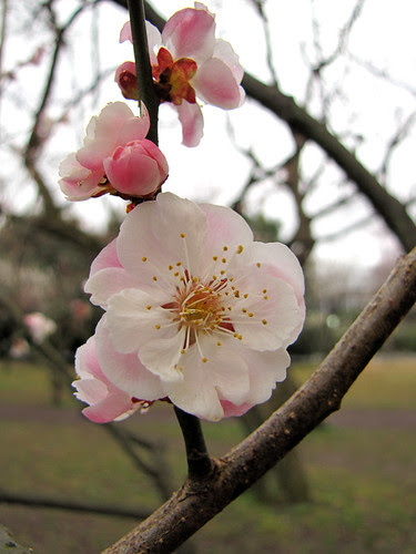 blushing flowers