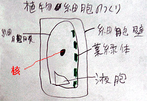 観察3オオカナダモの細胞 ３年理科 生物 Takaの授業記録04