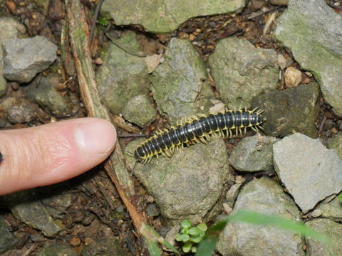 幅広の大型ヤスデ アマビコヤスデ ババヤスデ科 Riukiaria Semicircularis Semicircularis 18 5 19 五島市 籠淵町 分布 本州中部以西 九州 体長 40 55ミリ 日本の南部を中心にみられるヤスデ ４ ５センチほどもあるかなり大きな種類で