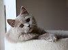 画像をダウンロード フリー素材 可愛い 猫 画像 無料 173340