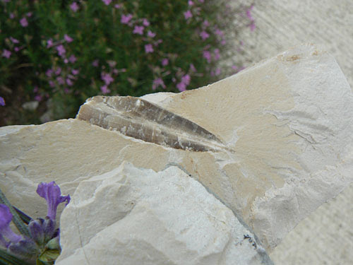fossile.jpg
