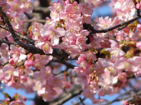 外房のお知らせ しらこ桜開花 白子桜まつり