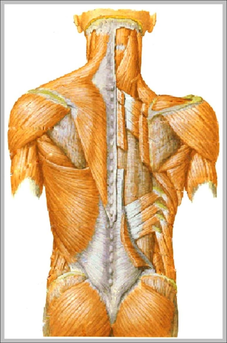 muscular pictures 744×1179 | Anatomy System - Human Body Anatomy diagram and chart images