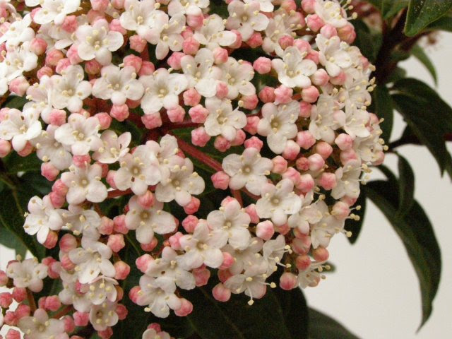 ビバーナム ティヌス ティナス ビブルナム トキワガマズミ スイカズラ科 ガマズミ属 Viburnum Tinus 育て方 花図鑑14