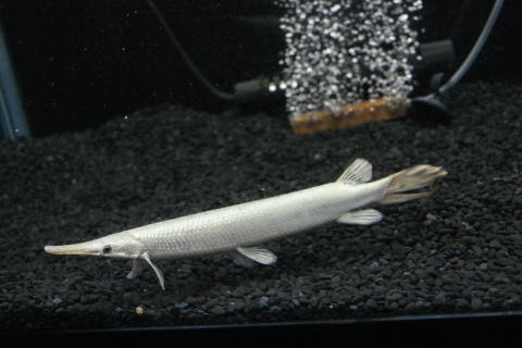 プラチナスポッテッドガー 販売 トロピカルフィッシュ佐野 大阪