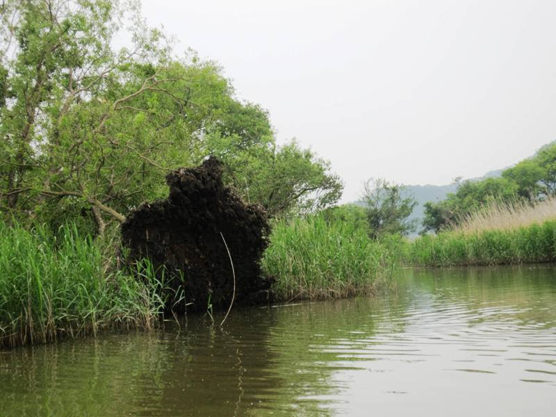 柳のヤナギと楊のヤナギ 洋洋日記
