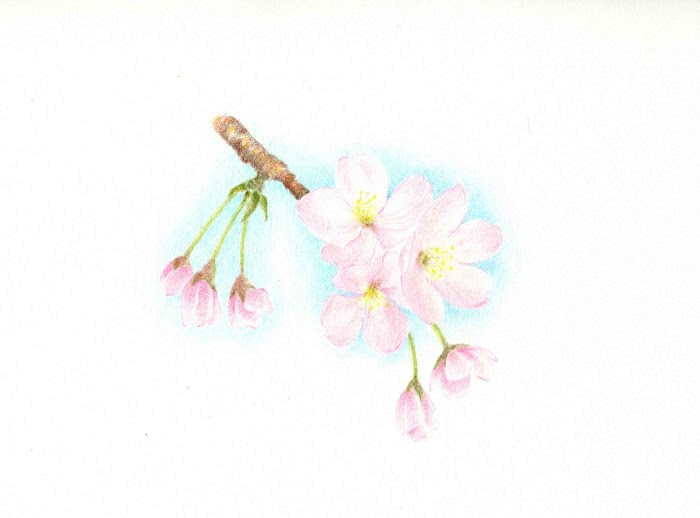 貯水池 政治的 局 桜 絵 色鉛筆 9you Jp