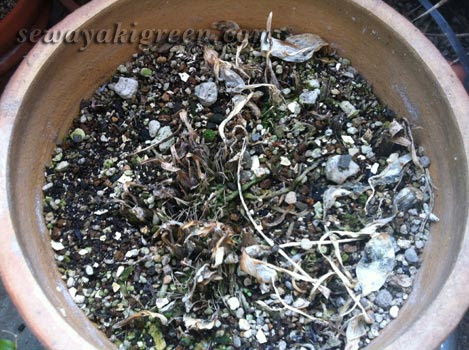 ギボウシ タイムリミット目前 どうする 今年こそ植え替えしようか
