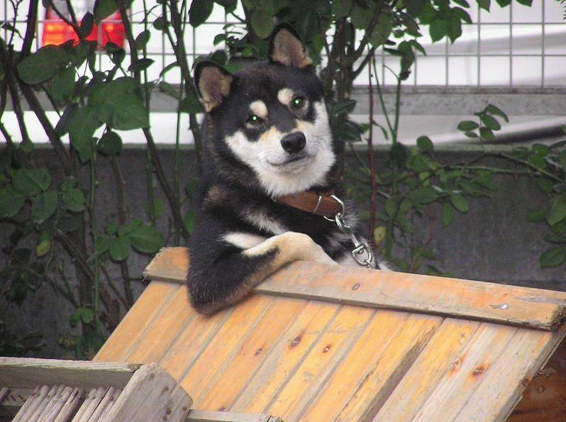 おもしろ犬 Yatsuketeのblog