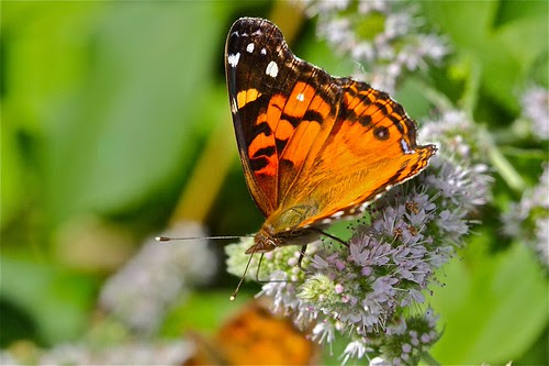 Monarch Migration 04